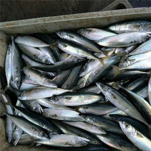 Chinchard congelé